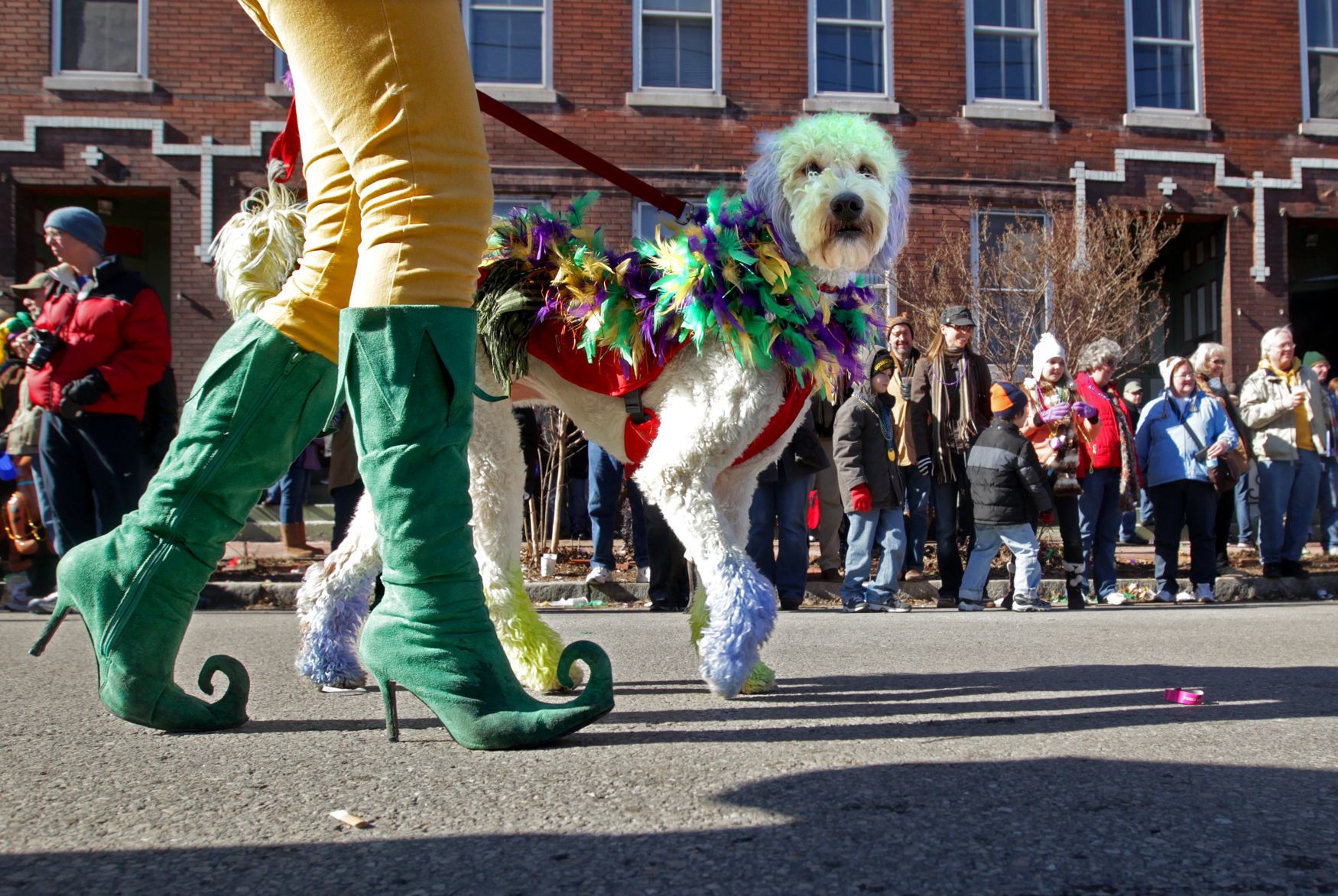 Most dogs in costumed attire at a single location